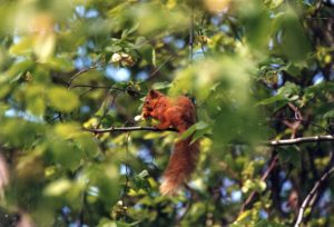 red squirrel