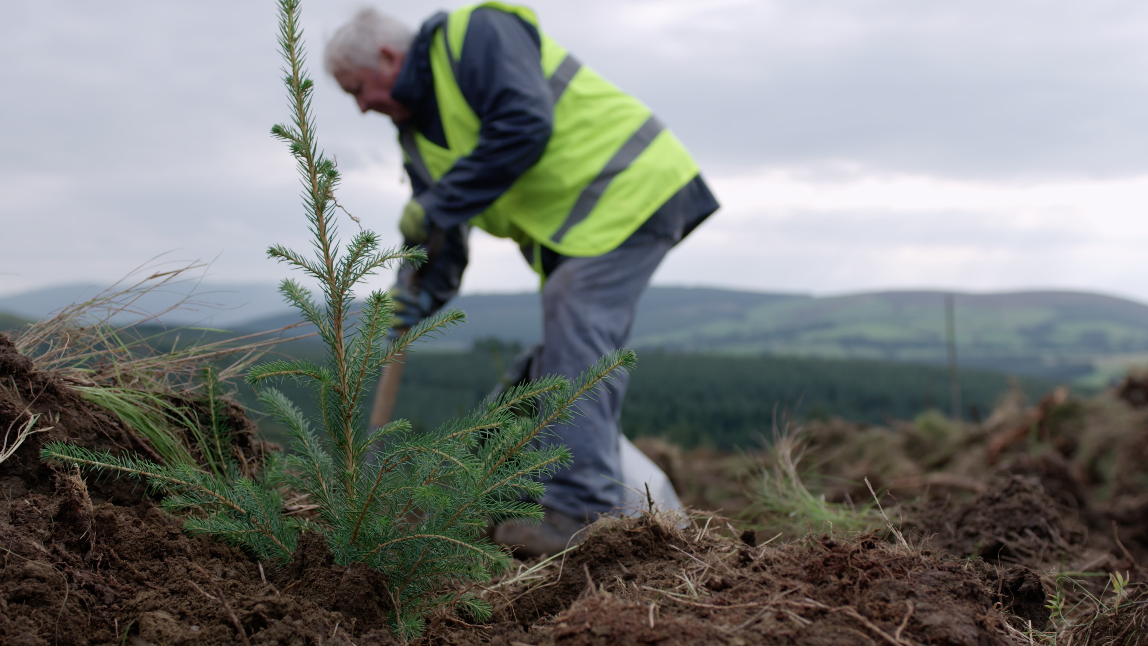Picture of Tree planting in Coillte's Forests