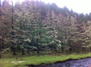 Picture of wilderness in wild nephin