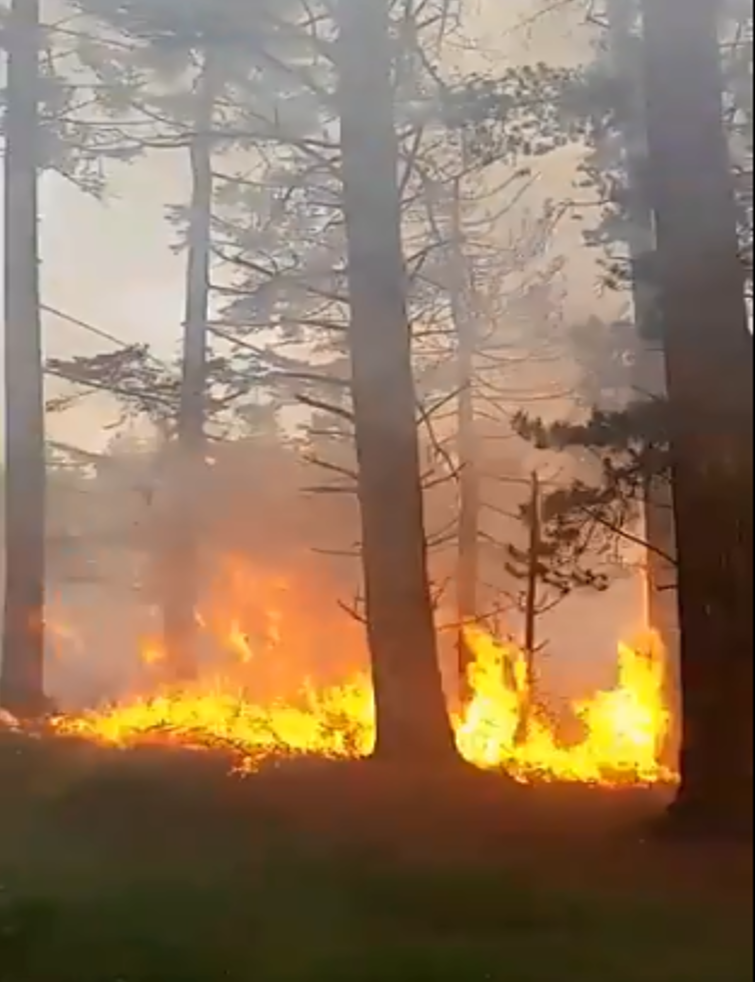 Picture of a forest fire
