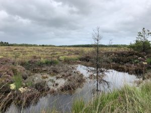Picture of Pool at Coillte's Aghrane bog