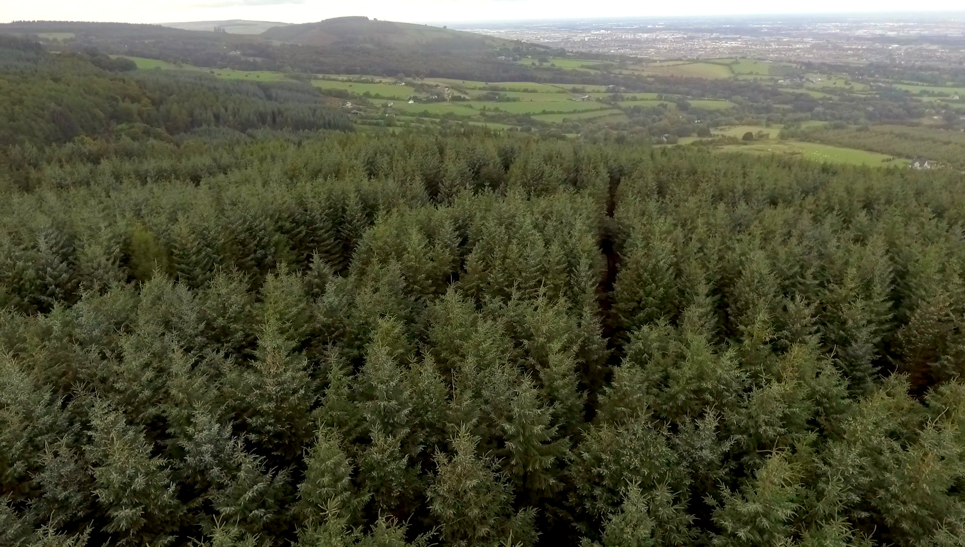 About Coillte