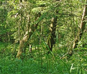 Picture of Coillte's Hazelwood Forest