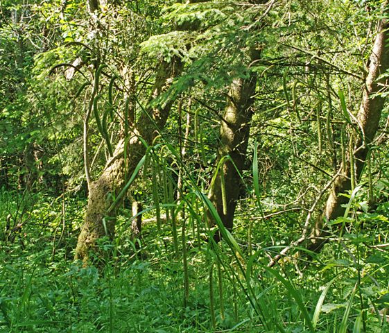 Coillte signs a new charter of commitment to restore Ireland’s natural habitats & announces a €500,000 investment for native woodland restoration in Co Sligo