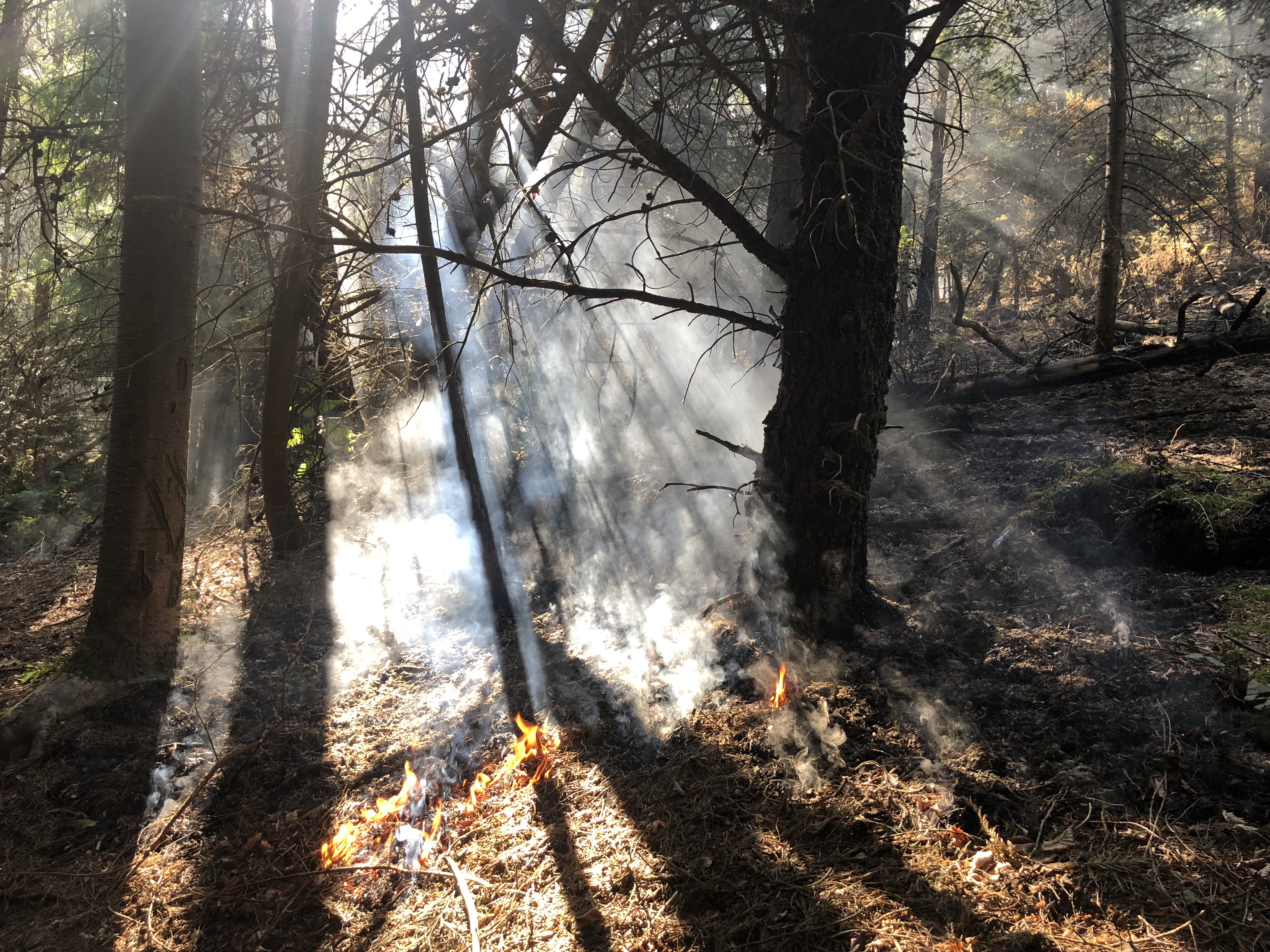 Picture of a fire burning in a forest