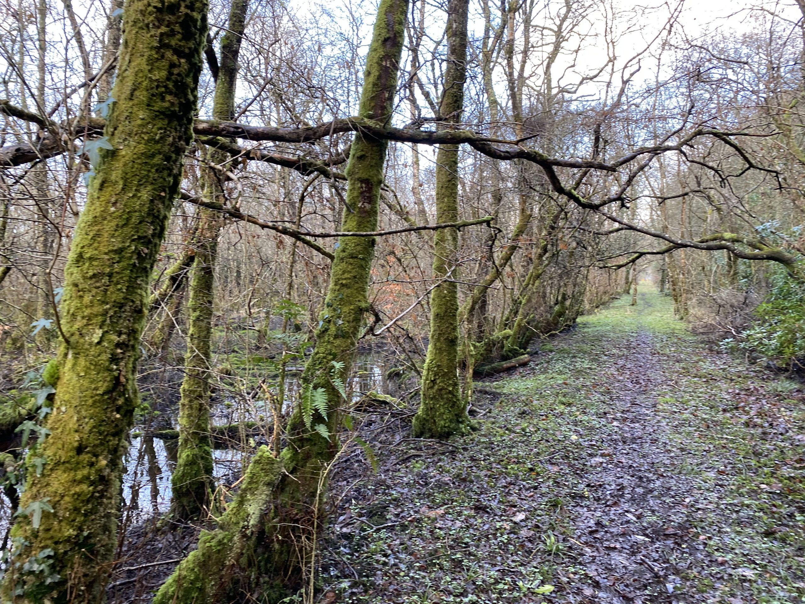 Alluvial woodland in Hazelwood