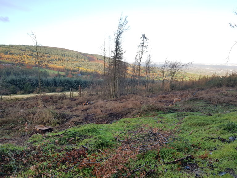 Ticknock Clearfell near the Red Barn