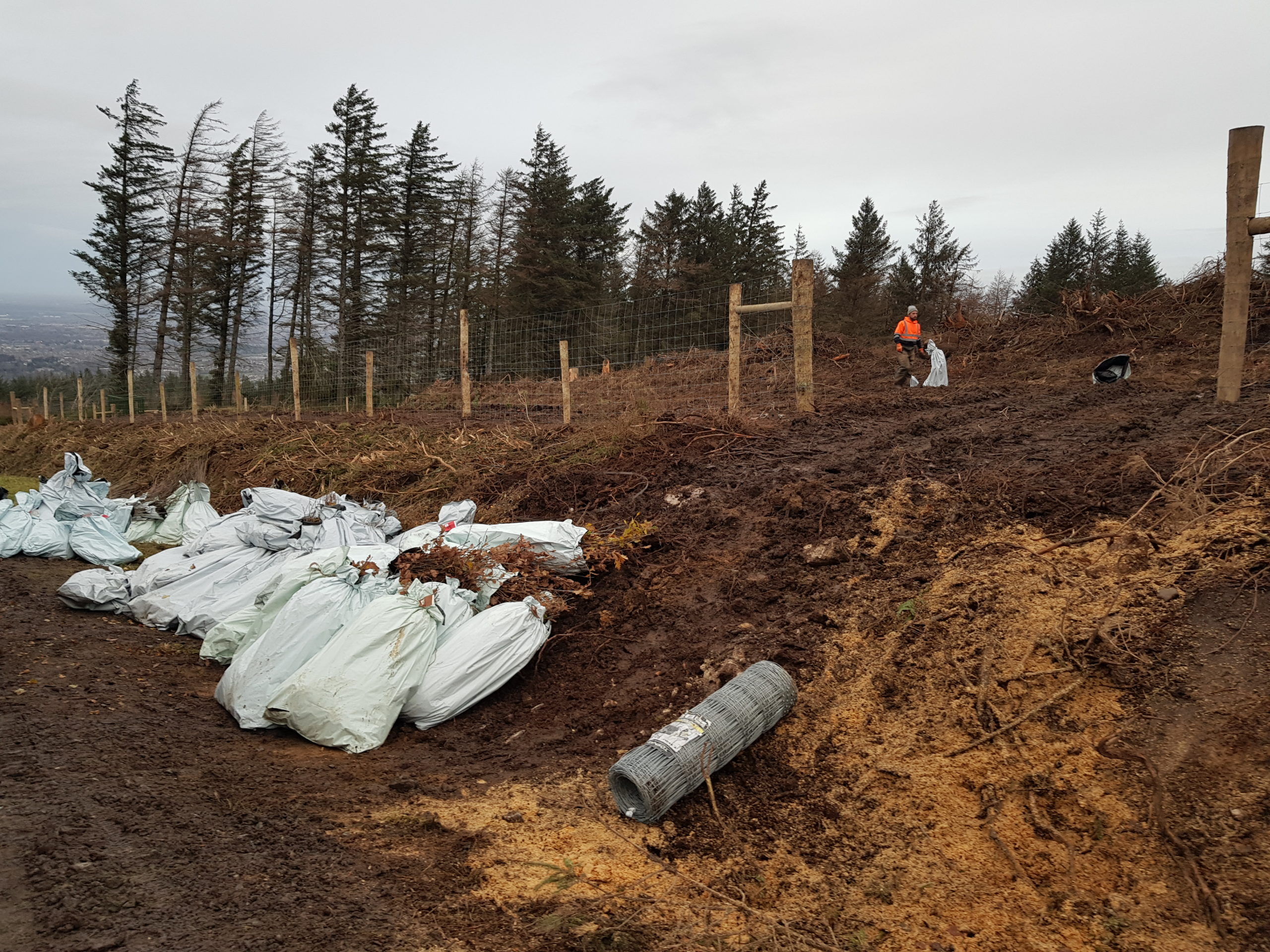 Planting the new pioneer birch native woodland