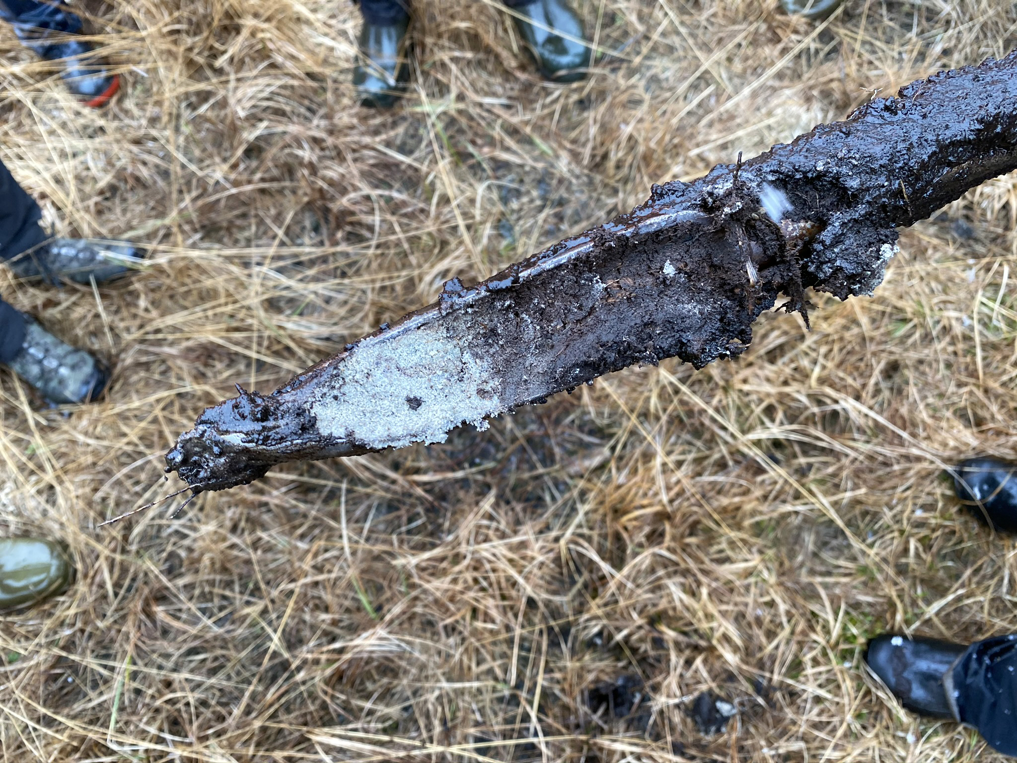 Soil core of shallow peat on mineral outwash