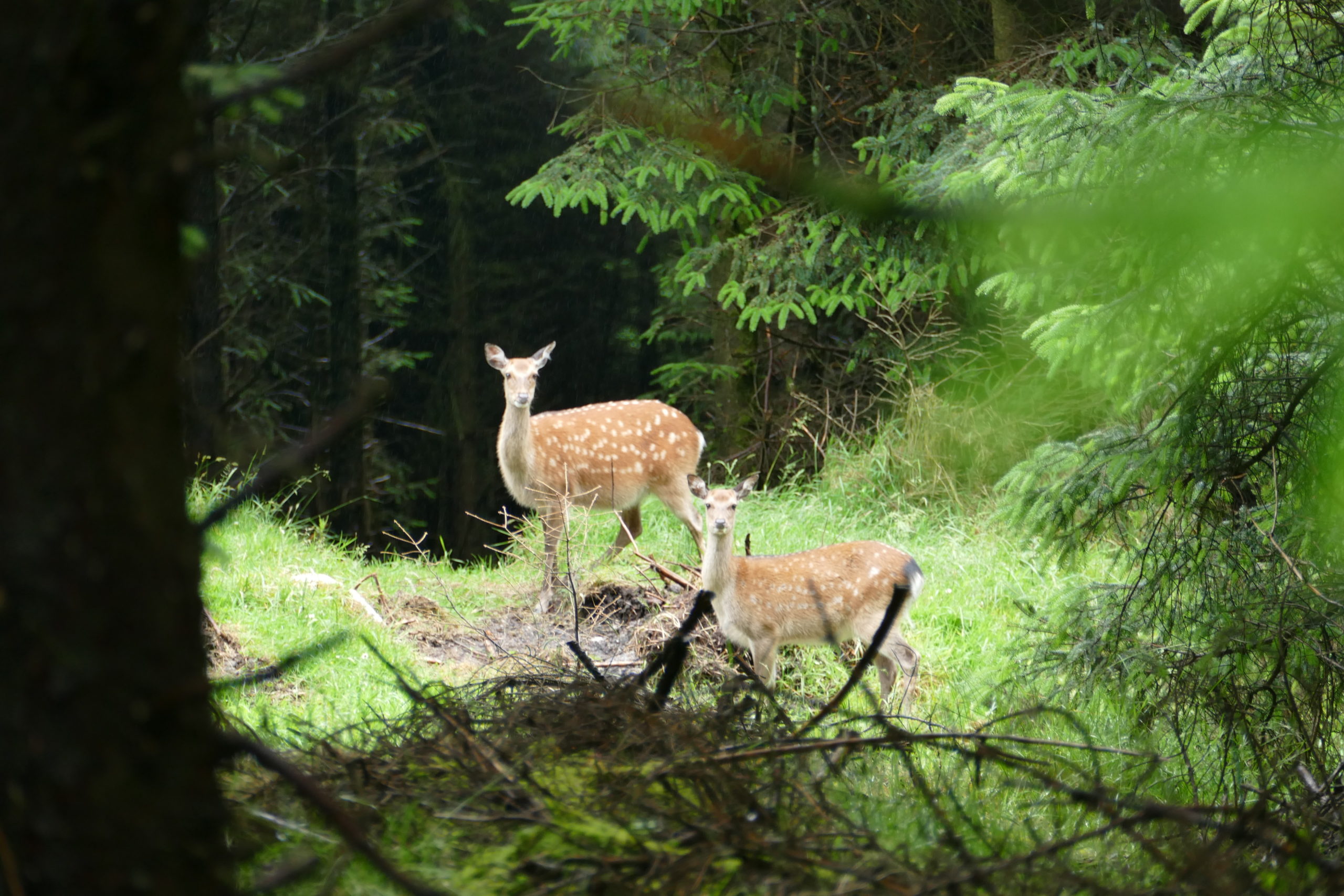 Sika deer eat native trees