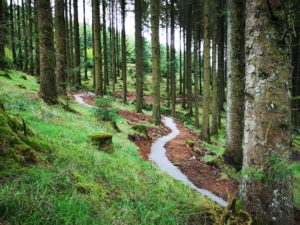 Kinnitty red section big trees