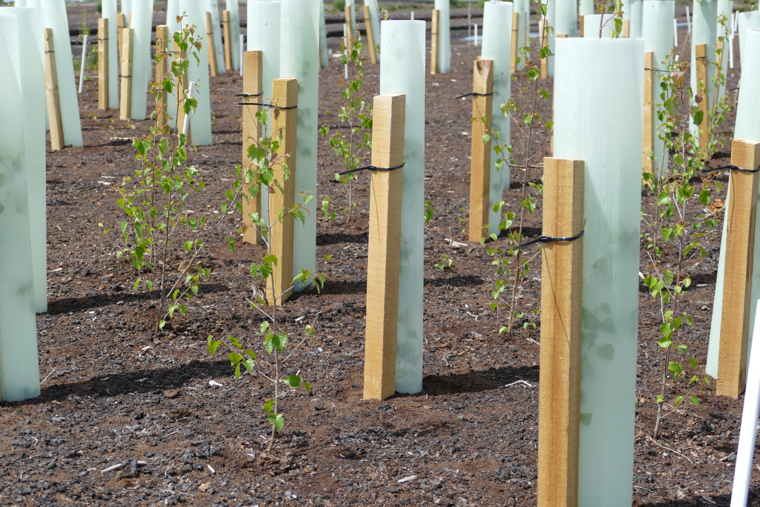 Early growth on willow cuttings struck into drains