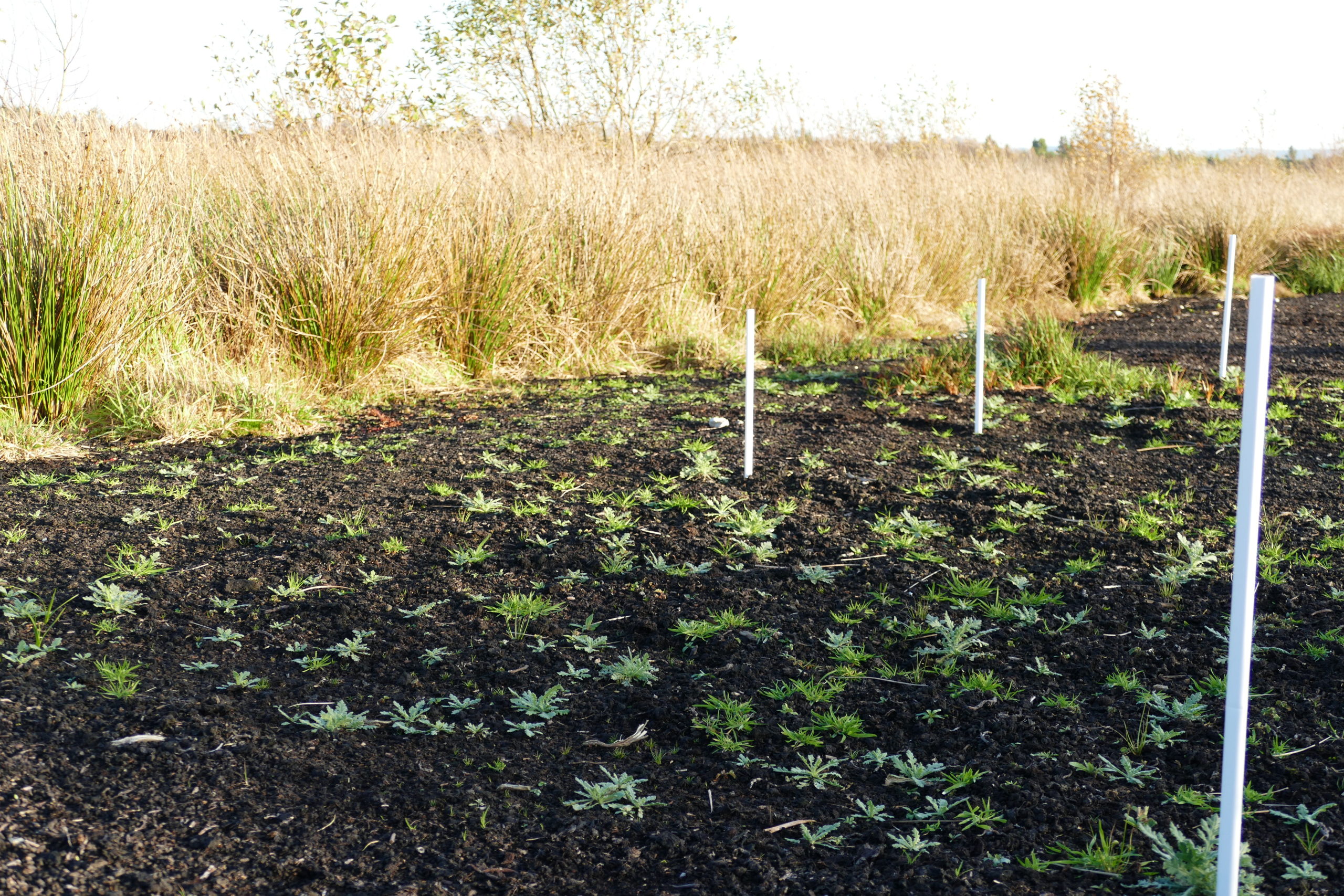 Seedlings emerging on a seeded and fertilised plot