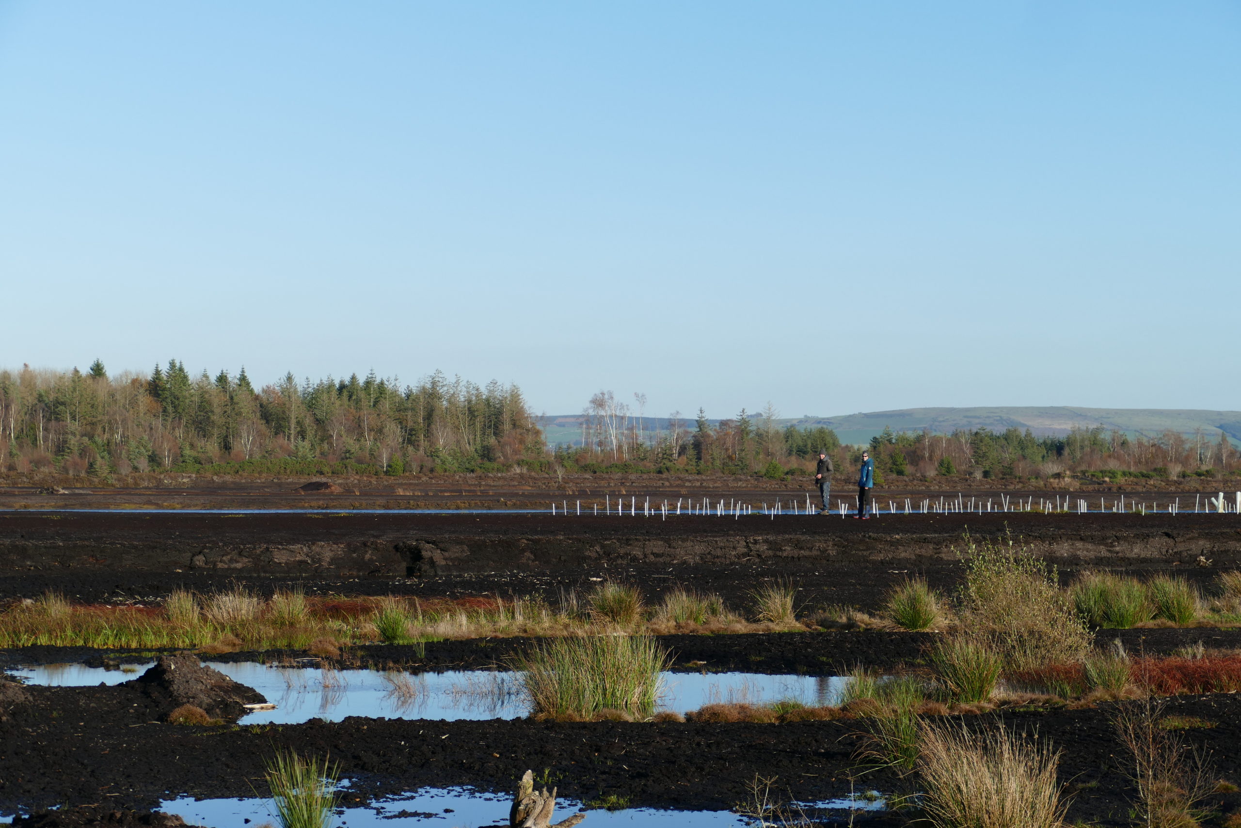Trial plot on deep peat at Baunmore
