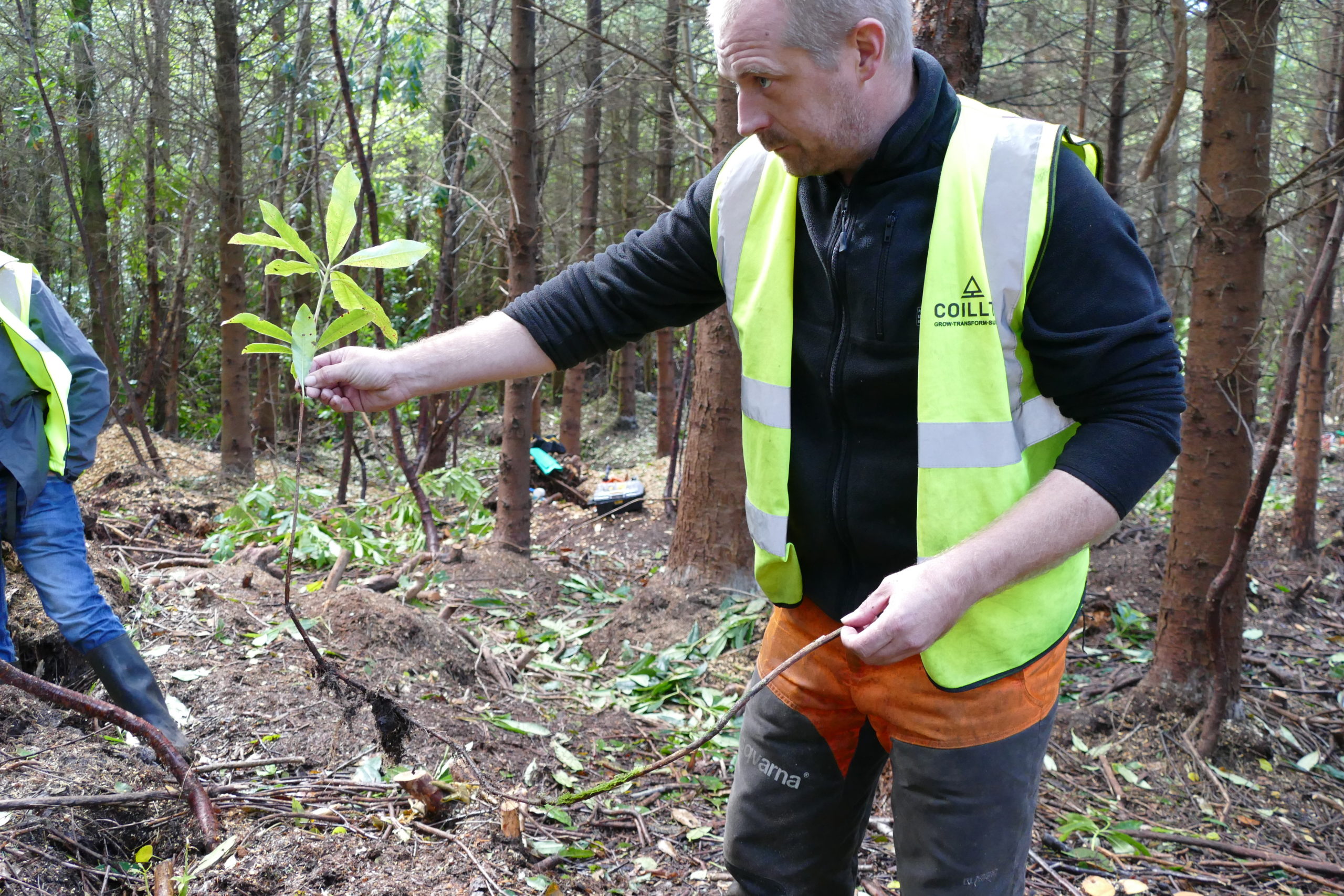 Contractor with a sprouting rhododendron runner