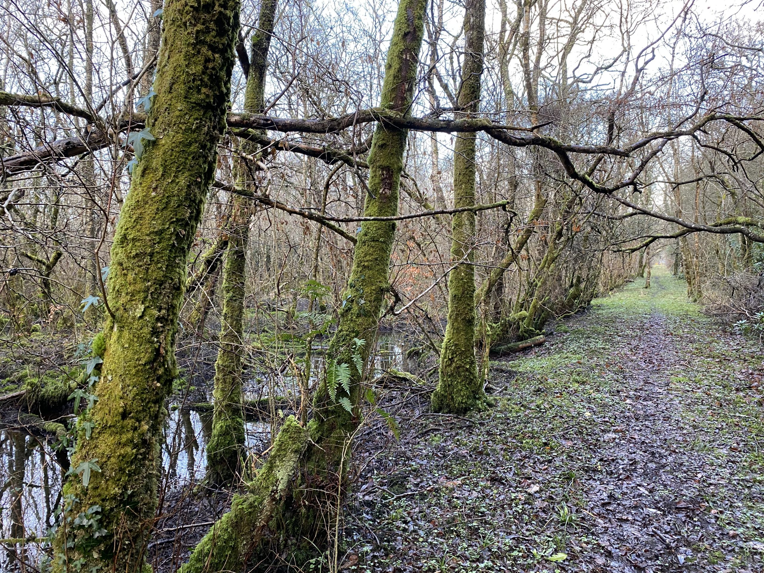 An area of alluvial woodland cleared of rhododendron under a previous LIFE project