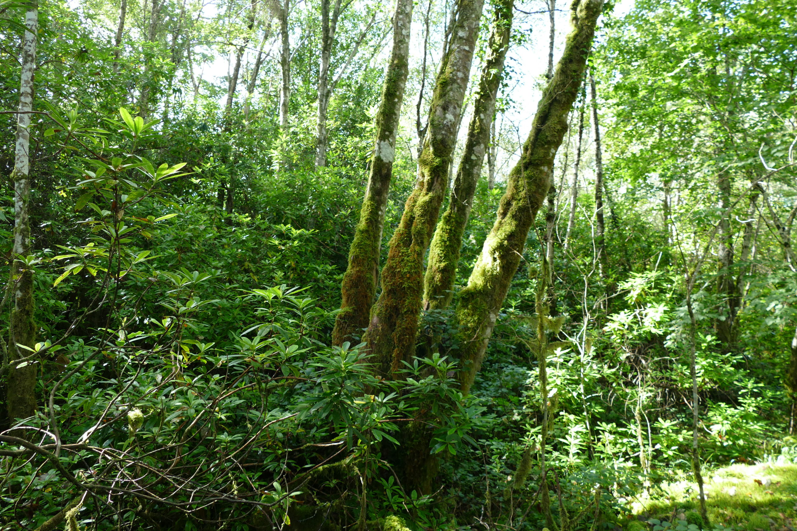 Rhododendron infestation in the alluvial woodland