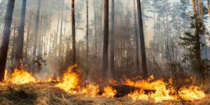 Picture of Forest Fire in Coillte Forest