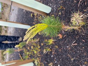 New growth on Scots pine planted bareroot in 2020