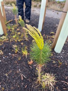 Scots pine planted bare root 2020