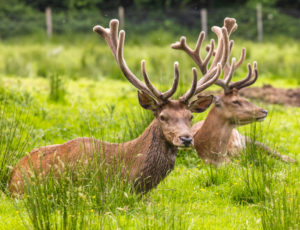 Red deer resting at Coillte's Farran forest park