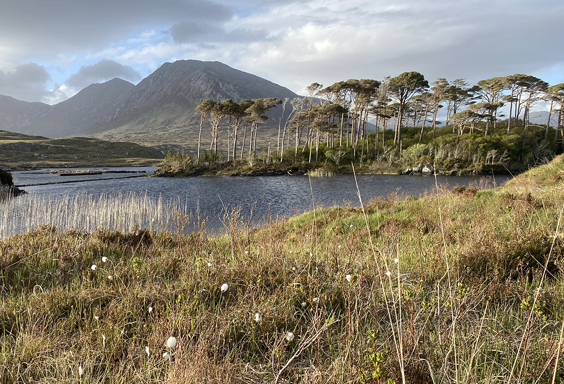 Wild Western Peatlands: Surveying and Consulation underway