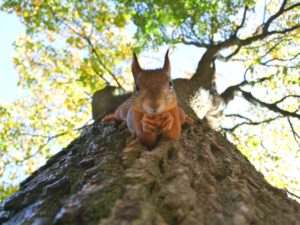 Red Squirrel clinging to a tree trunk
