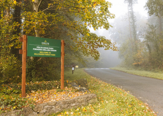 Guidelines on access to Coillte Forests