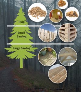 Picture of a tree showing how the different parts are used for wood products