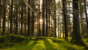 Image of sun shining through the tree trunks of a forest