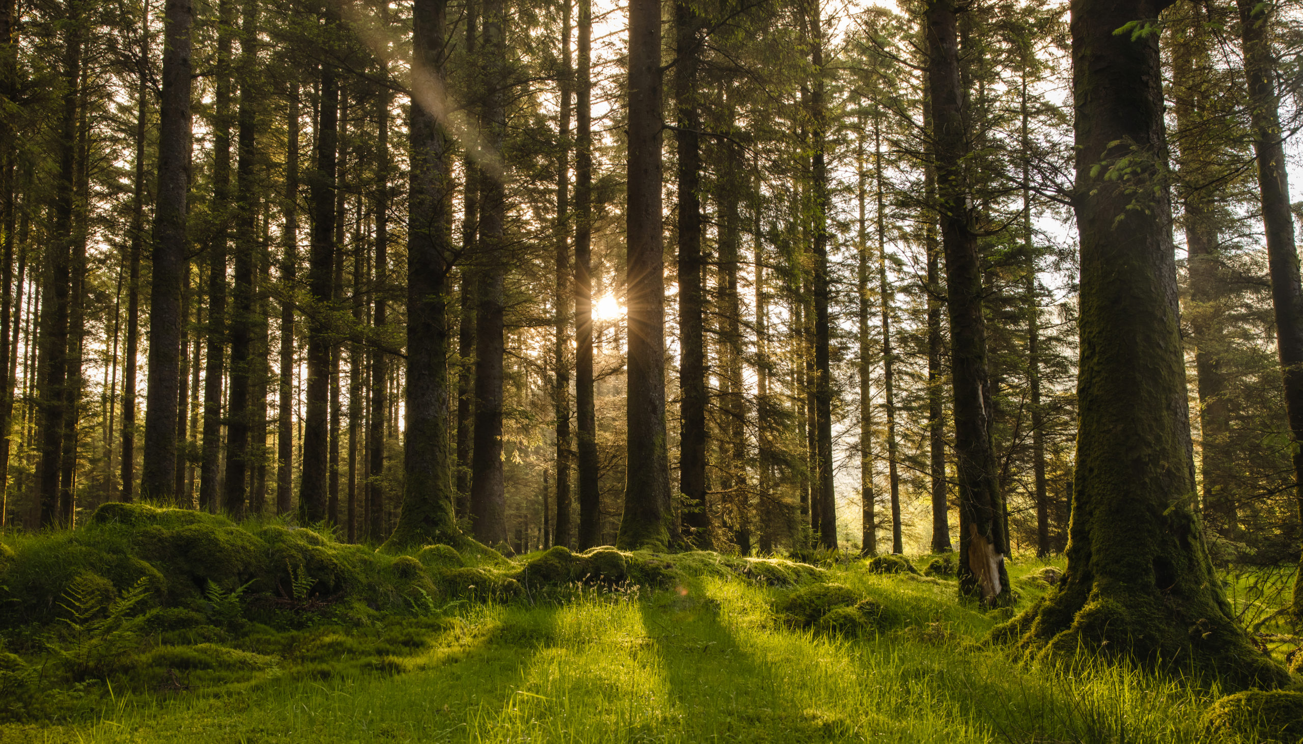 Coillte launches new forestry strategic vision to optimise its contribution to Ireland’s climate targets