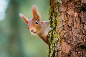 Curious red squirrel peeking from ehind the tree trunk