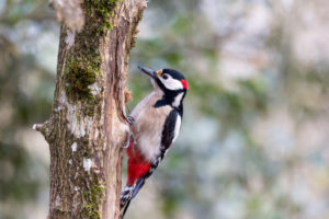 Great spotted woodpecker perching on a tree trunk
