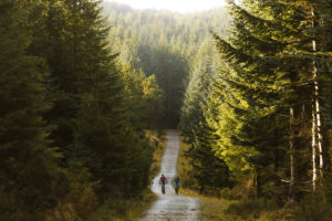Picture of mountain bikers cycling along a forest road with tall spruce trees on both sides