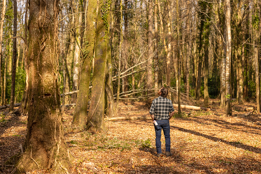 Enhancing Biodiversity at Hazelwood: Interview with Ross Buchanan of Inish Forestry