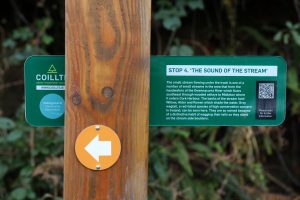 Wooden sign with green pop out wing containing information on a forest nature trail