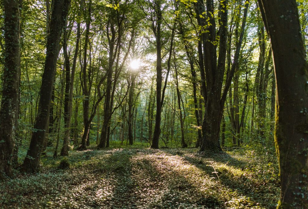 Picture of the rising sun shining through the tree trunks of a mixed conifer, broadleaf woodland