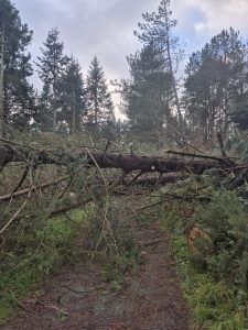 Fallen tree lying across a forest trail in Coillte's Barnaslingan forest