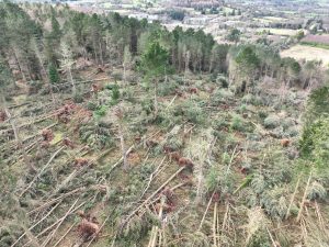 Aerial pictre of forest with multiple trees blown down following storm Eowyn