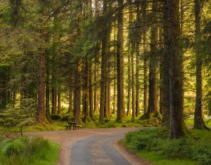 Picture of a forest road with a picnic bench beneath large coniferous trees