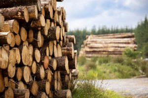 Picture of a neatly stacked pile of timber logs next to a forest road with another timber stack in the backgorund