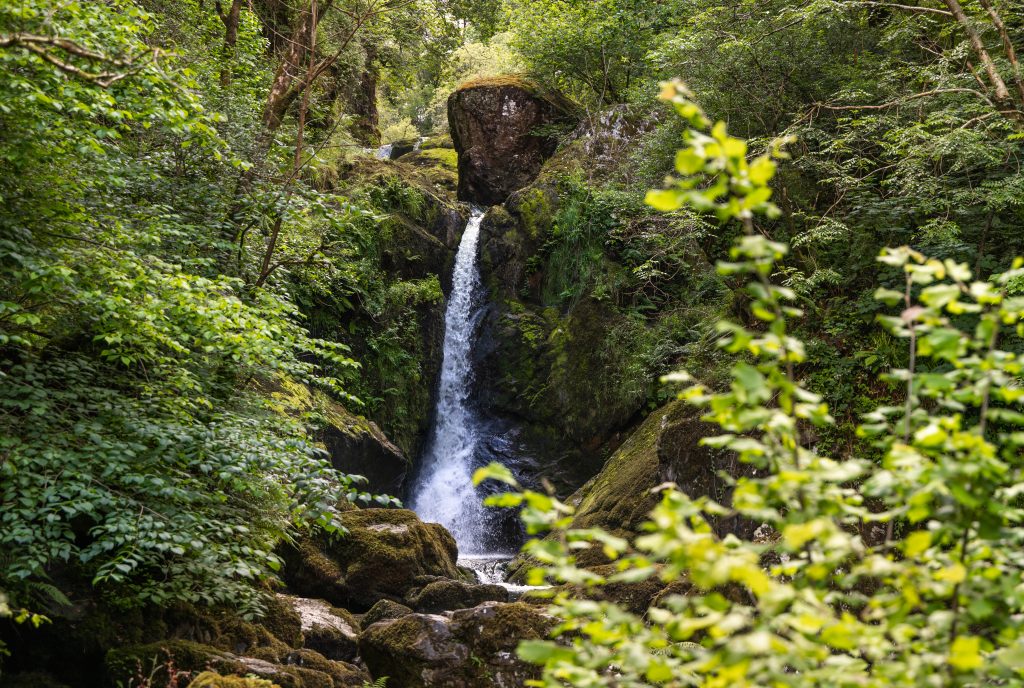 Picture of a waterfall in a forest with a broadleaf tree in the foreground