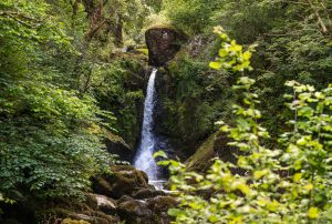 Picture of a waterfall in a forest with a broadleaf tree in the foreground