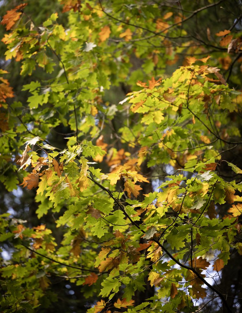 Irish oak tree in Autumn with some of the oak leaves turning orange and brown