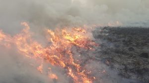 Forest Fire 1