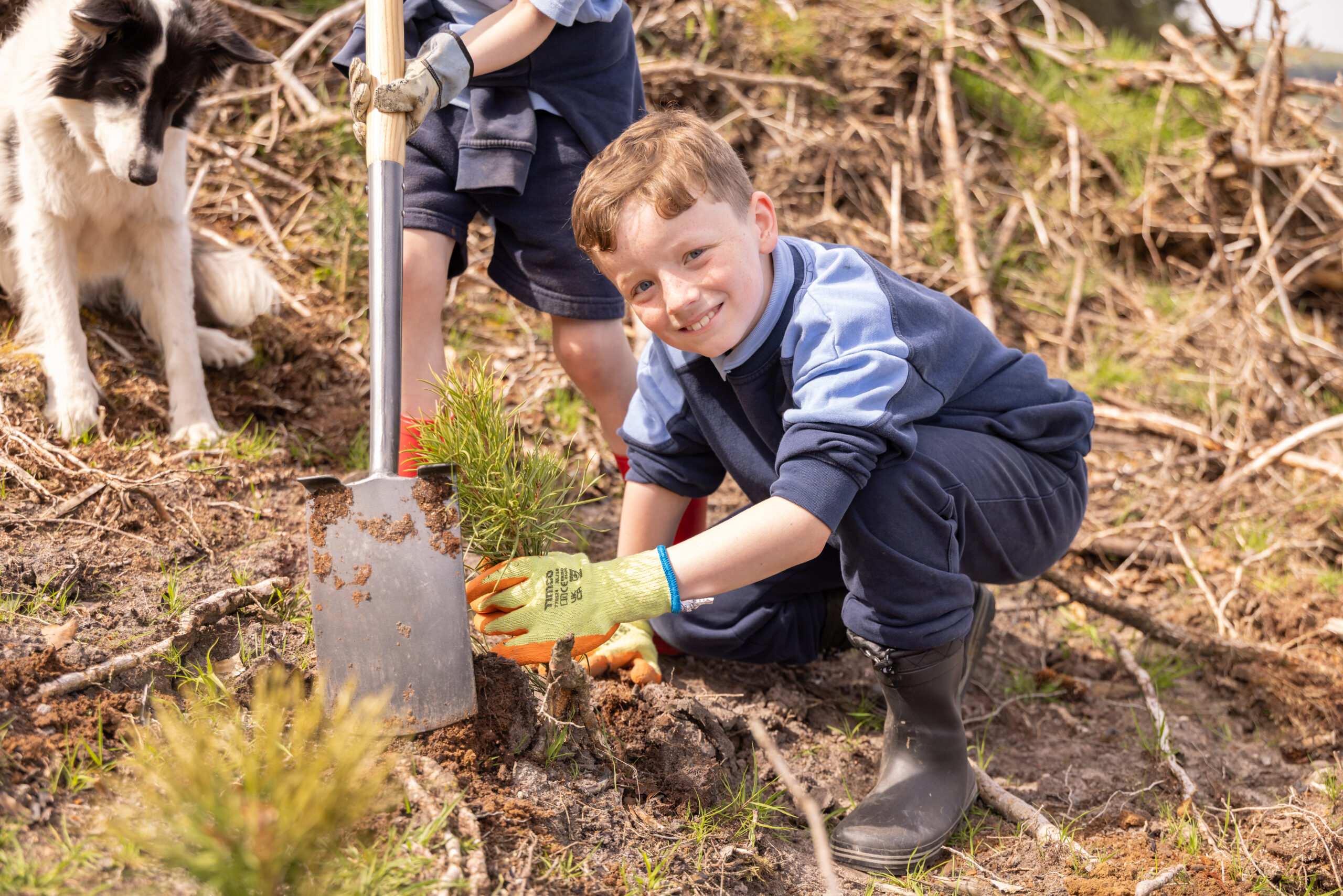 Tibradden Tree Planting